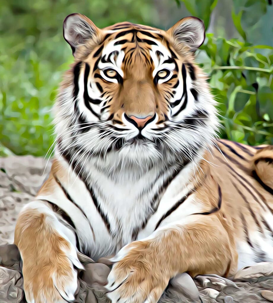 tiger photo great for the Iphone 7